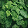 Menthol