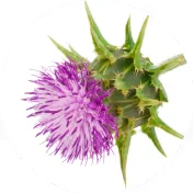 Milk Thistle