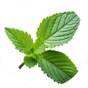 Nettle Leaf