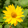 Arnica montana
