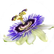 Passion Flower