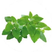 Catnip